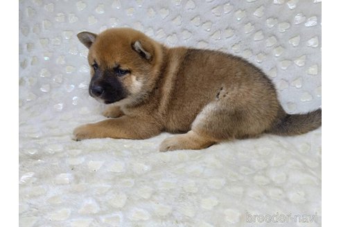 成約済の三重県の柴犬-351231の4枚目