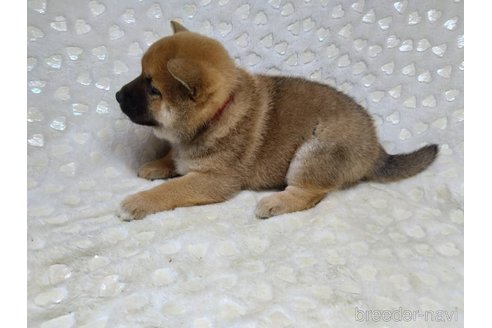 成約済の三重県の柴犬-351231の9枚目