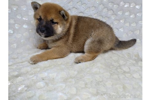 成約済の三重県の柴犬-351231の8枚目