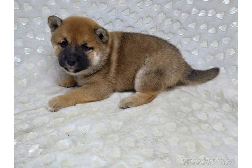成約済の三重県の柴犬-351231の3枚目