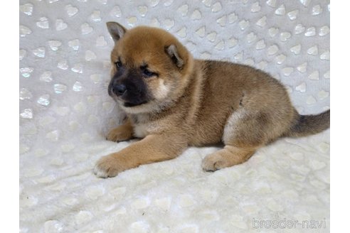 成約済の三重県の柴犬-351231の5枚目
