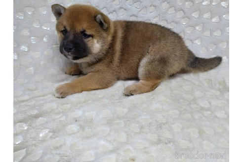 成約済の三重県の柴犬-351231の10枚目