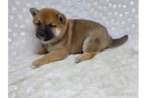 成約済の三重県の柴犬-351231の6枚目