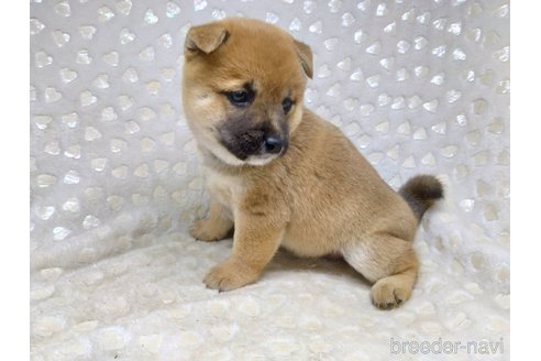 成約済の三重県の柴犬-351233の6枚目