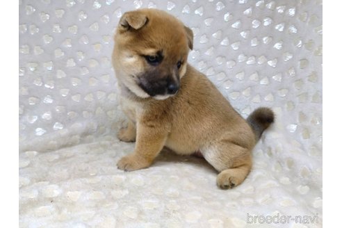 成約済の三重県の柴犬-351233の7枚目