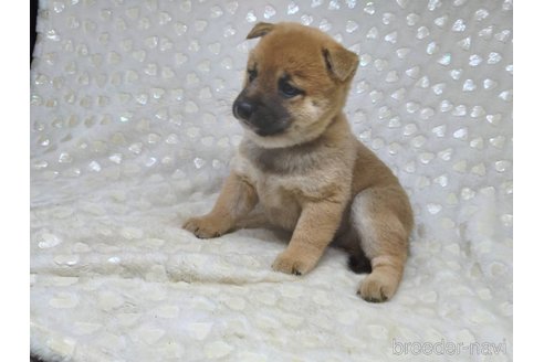 成約済の三重県の柴犬-351233の9枚目
