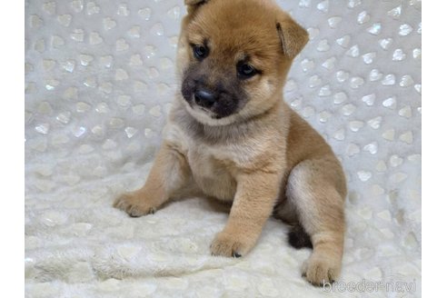 成約済の三重県の柴犬-351233の1枚目