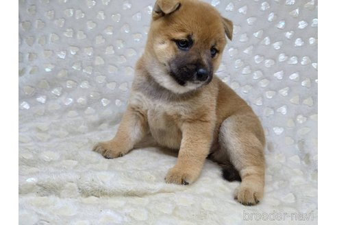 成約済の三重県の柴犬-351233の10枚目