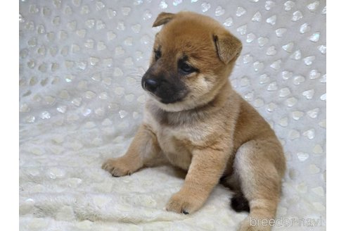 成約済の三重県の柴犬-351233の11枚目