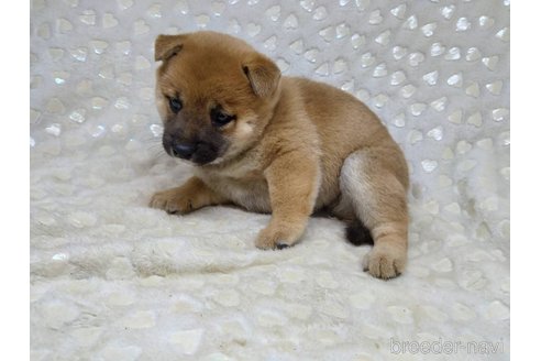 成約済の三重県の柴犬-351233の2枚目
