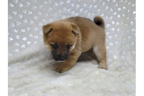 成約済の三重県の柴犬-351233の3枚目