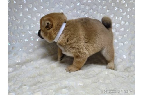 成約済の三重県の柴犬-351233の4枚目