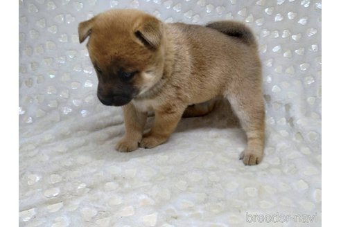 成約済の三重県の柴犬-351233の5枚目
