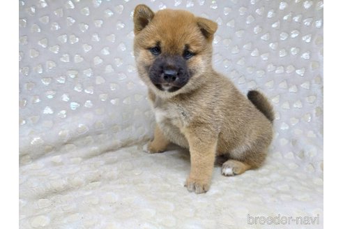 成約済の三重県の柴犬-351234の3枚目
