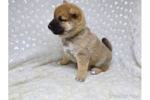 成約済の三重県の柴犬-351234の5枚目