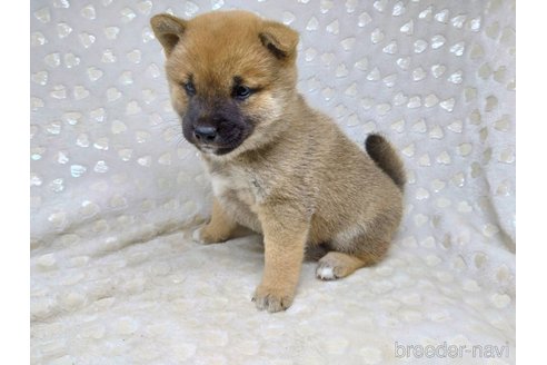成約済の三重県の柴犬-351234の4枚目
