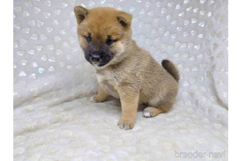 成約済の三重県の柴犬-351234の2枚目