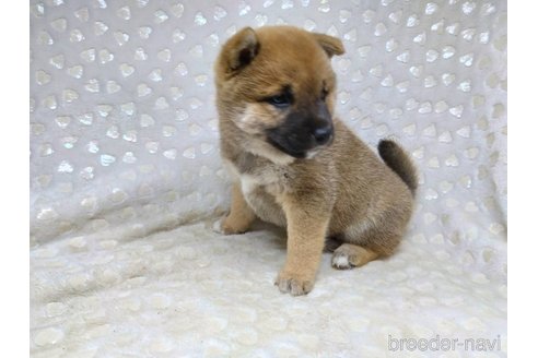 成約済の三重県の柴犬-351234の6枚目