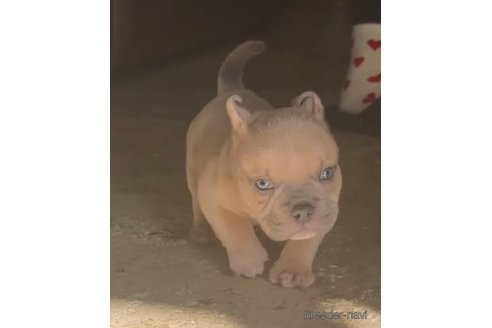 成約済の京都府のエキゾチックブリー-351244の3枚目