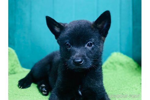 成約済の茨城県のミックス犬-351251の3枚目