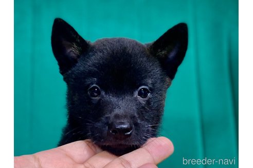 成約済の茨城県のミックス犬-351251の4枚目