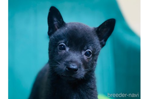 成約済の茨城県のミックス犬-351258の3枚目