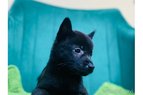 成約済の茨城県のミックス犬-351258の4枚目