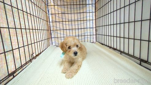 成約済の茨城県のトイプードル-330242の3枚目