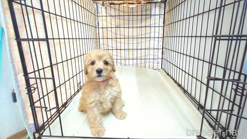 成約済の茨城県のトイプードル-330240の10枚目