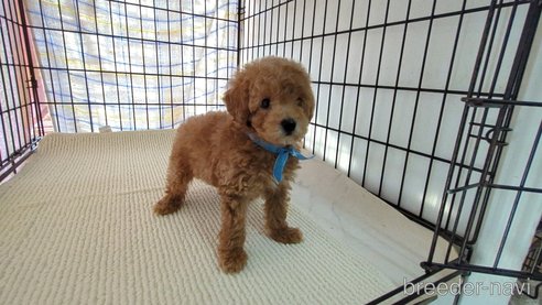 成約済の茨城県のトイプードル-316393の2枚目