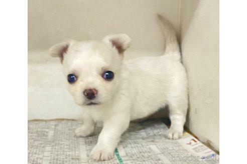 成約済の東京都のチワワ(ロングコート)-351263の4枚目