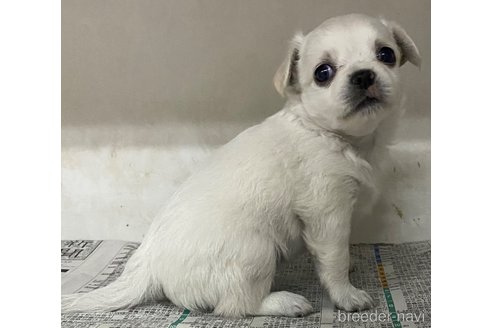 成約済の東京都のチワワ(ロングコート)-351265の2枚目