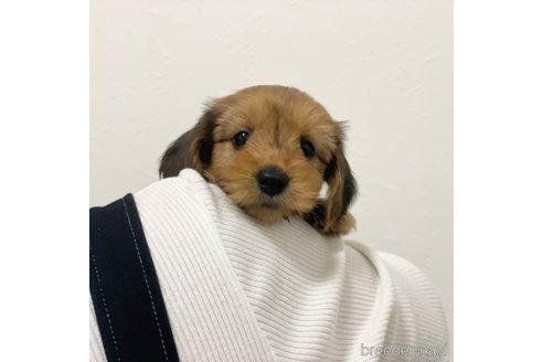成約済の香川県のミックス犬-349248の1枚目