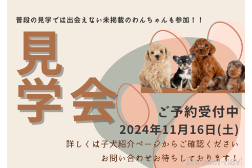 成約済の埼玉県のチワズー:チワワ×シーズー-331860の2枚目