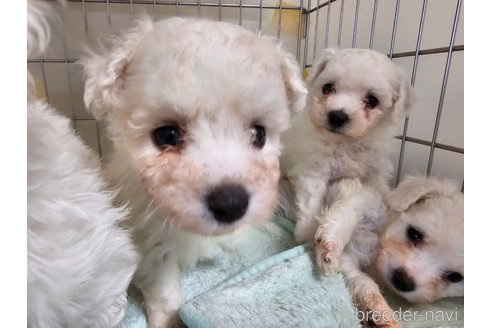 成約済の愛知県のビションフリーゼ-351286の5枚目