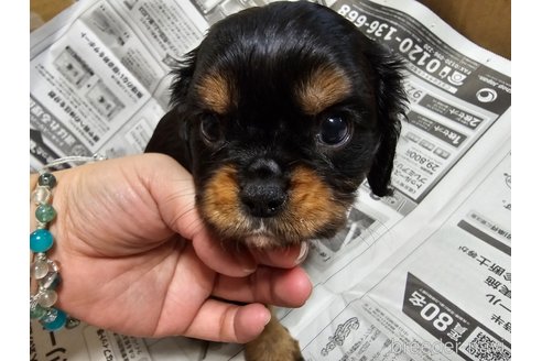 成約済の愛知県のキャバリアキングチャールズスパニエル-351292の3枚目