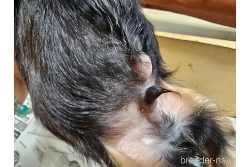 成約済の愛知県のキャバリアキングチャールズスパニエル-351292の4枚目