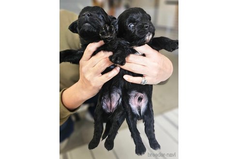 成約済の長野県のチワプー:チワワ×トイプードル-351291の2枚目