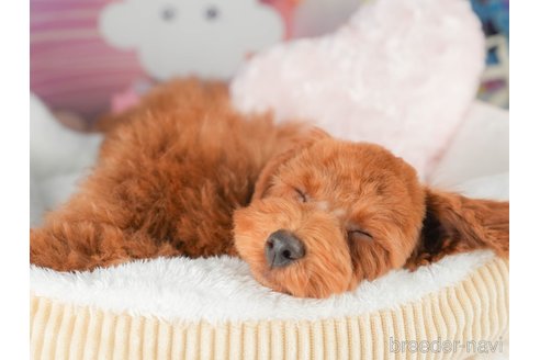 成約済の茨城県のトイプードル-341931の13枚目