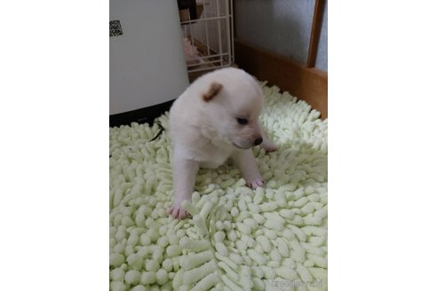 成約済の高知県の豆柴-349255の5枚目