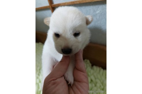 成約済の高知県の豆柴-349255の6枚目