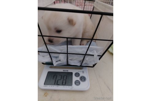 成約済の高知県の豆柴-349255の4枚目