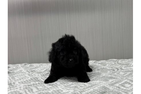 成約済の東京都のトイプードル-349975の3枚目