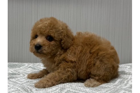 成約済の東京都のトイプードル-349985の2枚目