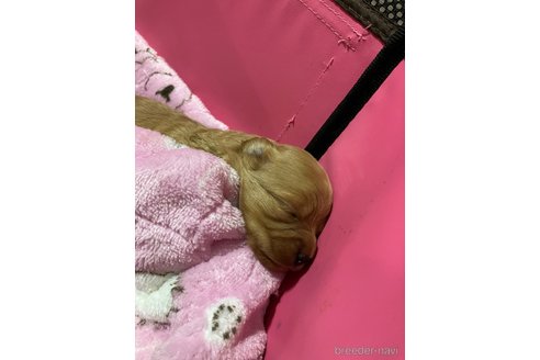 成約済の滋賀県のポメプー:ポメラニアン×トイプードル-351205の15枚目