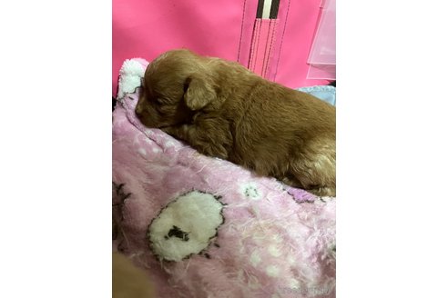成約済の滋賀県のポメプー:ポメラニアン×トイプードル-351205の14枚目