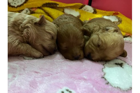 成約済の滋賀県のポメプー:ポメラニアン×トイプードル-351205の13枚目