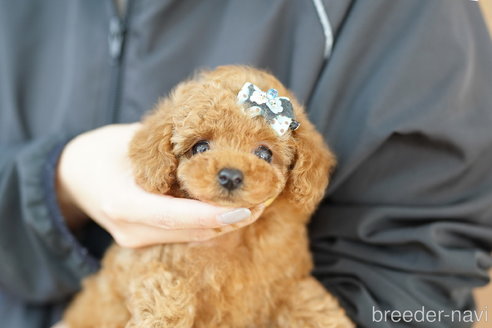 成約済の埼玉県のトイプードル-351345の5枚目