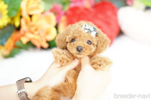 成約済の埼玉県のトイプードル-351345の4枚目