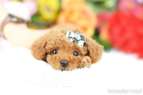 成約済の埼玉県のトイプードル-351345の3枚目